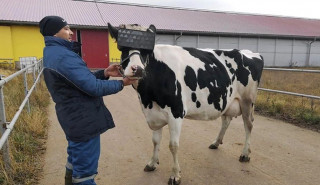 गाईलाई चश्मा लगाउँदा किसान मालामाल