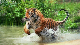 बाघको आक्रमणबाट पर्सामा ६० वर्षीय वृद्धको मृत्यु