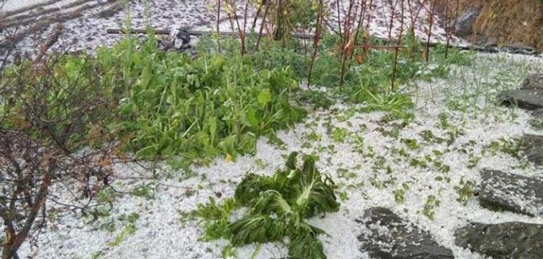 म्याग्दीमा असिनाले खेतीबाली नष्ट