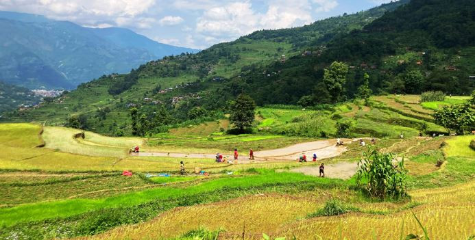जात्रा सकिएपछि मात्र रोपाइँ