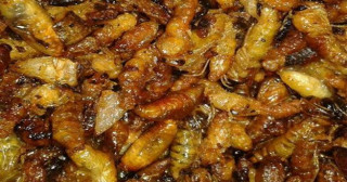 लोकप्रिय बन्दै अरिङ्गालका परिकार