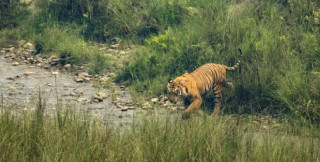 बर्दिया राष्ट्रिय निकुञ्जमा बाघ हेर्नेकाे घुईंचो
