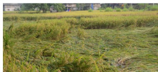 धान उत्पादनमा वृद्धि
