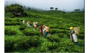 नेपाली चिया खरिद गर्न चीन सकारात्मक