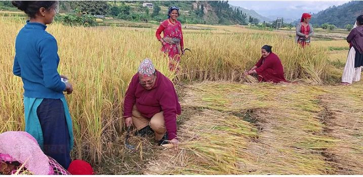वर्षा र हुरीले धान बालीमा क्षति, किसान चिन्तित