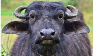 बहुमूल्य वीर्य भएको संसारकै धनी राँगो, जसले हरेक महिना कमाउँछ ४० लाख