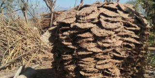 दाउराको सट्टा ‘गुइँठा’ को प्रयोग बढ्दै
