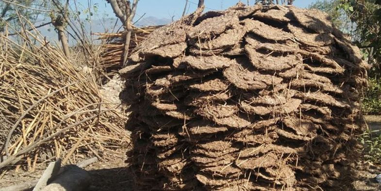 दाउराको सट्टा ‘गुइँठा’ को प्रयोग बढ्दै