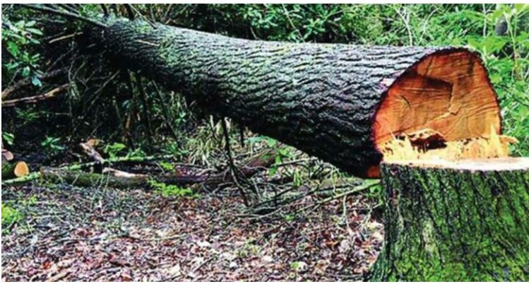 महाकाली लोकमार्गअन्तर्गत: रुख कटानको आदेश नआएकाले काम गर्ने वातावरण भएन