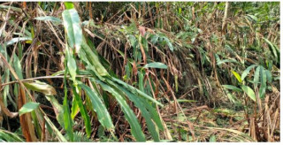 बागलुङमा अलैंची उत्पादनमा वृद्धि