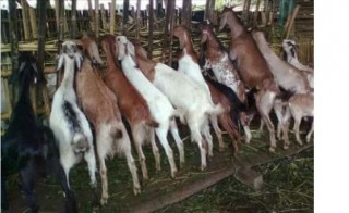 कृषि र पशुपालनमा किन छैन युवा आकर्षण ?