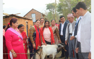 गोरखामा एक लाख २० हजार पशुचौपायालाई खोप