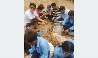 पढ्दै कमाउँदै कार्यक्रम : अदुवा खेतीमा विद्यार्थी