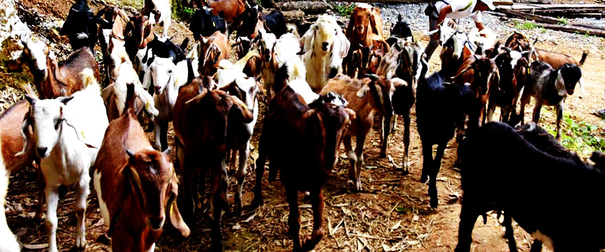वैदेशिक रोजगारी छाडेर स्वदेशमा बाख्रापालन
