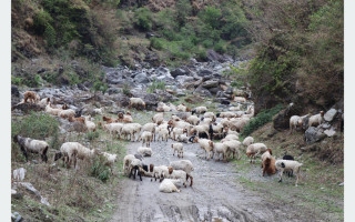 मध्यपहाडी लोकमार्ग हुँदै लेक चड्न थाले भेडी गोठ