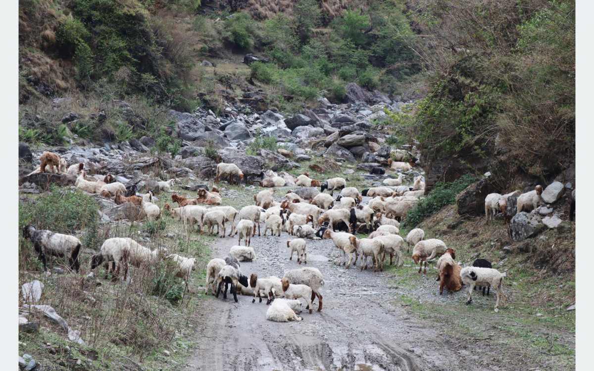 मध्यपहाडी लोकमार्ग हुँदै लेक चड्न थाले भेडी गोठ