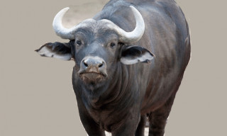 भारतबाट ल्याइने १५ राँगाबाट एक लाख भैँसीमा नश्ल सुधार गरिने