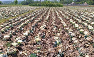 भारतबाट तरिकारी भित्रिँदा बारीमै सुक्यो किसानको तरकारी