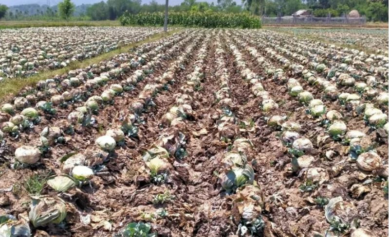 भारतबाट तरिकारी भित्रिँदा बारीमै सुक्यो किसानको तरकारी