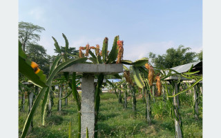 चर्को गर्मीका कारण बोटमै कुहियो ड्रायगन फ्रुट