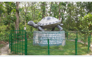 लोपोन्मुख कछुवा जोगाउनै गाह्रो