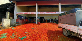 कालीमाटी सडकमा फ्याँकियो टमाटर