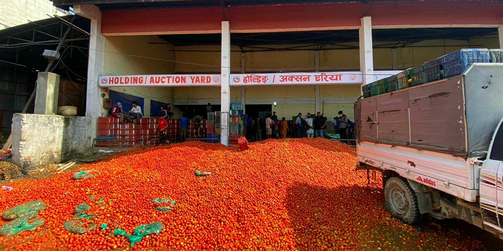 कालीमाटी सडकमा फ्याँकियो टमाटर