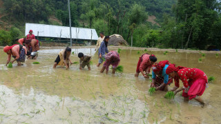 धान रोपाइँमा हराए गोरु र राँगा