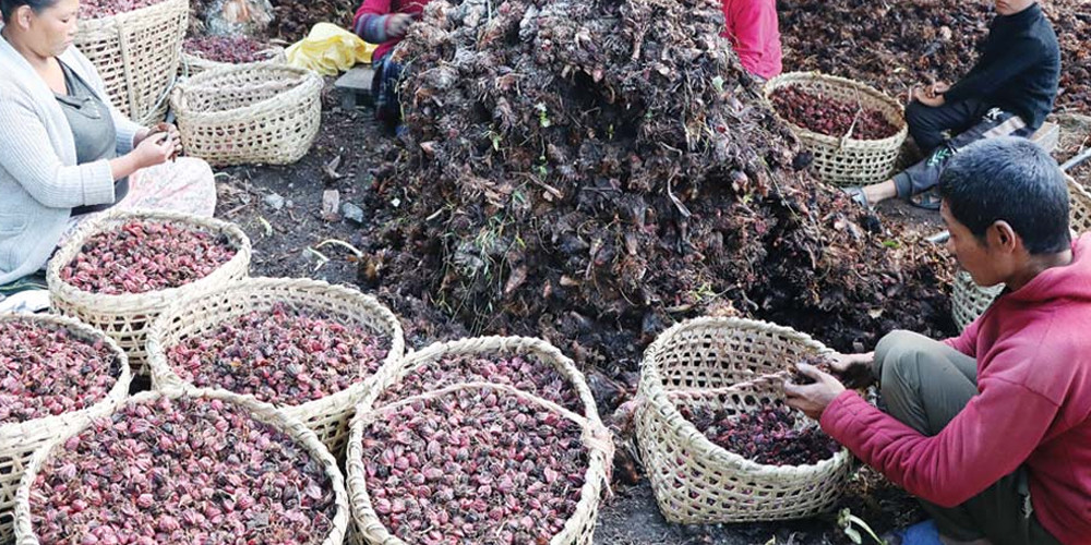 अलैंचीका बोट मर्न थालेपछि किसान चिन्तित