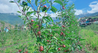 मुस्ताङमा असोज नलागेसम्म स्याउ टिप्न नपाइने