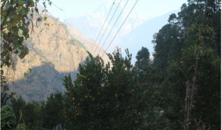 सुन्तलाको बगैँचा पस्न डराउँछन् म्याग्दीको दोसल्लेवासी