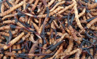 नेपाली यार्सागुम्बा कहाँ निर्यात हुन्छ ?