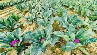 लहानका किसान रतन साहले फलाए रङ्गीन काउली