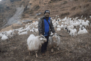 दुई दशक लामो वैदेशिक रोजगार छाडेर भेडीगोठ धानेका हिमबहादुर