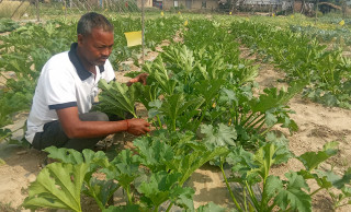 टेकराजले तरकारी बेचेरै कमाउँछन् वर्षमा १० लाख