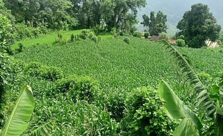 मकैको व्यावसायिक खेती बढ्दै