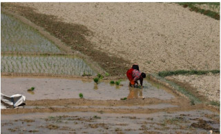 बाराका किसानले चैते धान पनि रोप्न पाएनन्