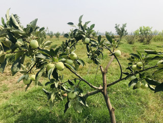 काँचो स्याउ सङ्कलन गर्ने व्यापारीका गोदाममा ताला