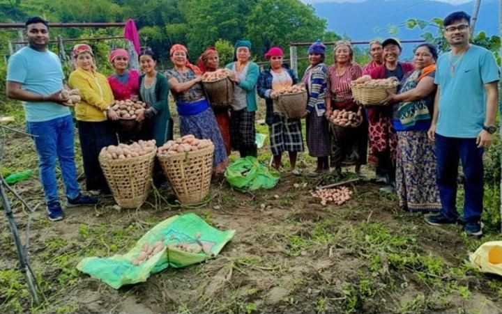 आलुलाई ‘बेलढुङ्गा’ ब्राण्डिङ गरेर बजार पठाइँदै