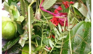 आज साउने सङ्क्रान्ति