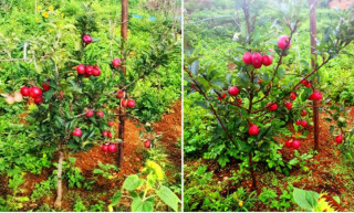 बागलुङमा  एकै वर्षमा स्याउ फलेपछि किसान उत्साहित