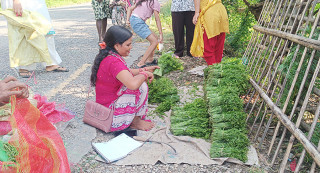 तीन दर्जन परिवारले निगुरो टिपेरै मनग्य आम्दानी