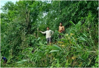 विद्युतीय जोखिम कम गर्न  झाडी हटाइँदै