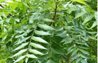 युरिक एसिडको घरेलु उपचार- नीम, यसरी प्रयोग गर्नुस्