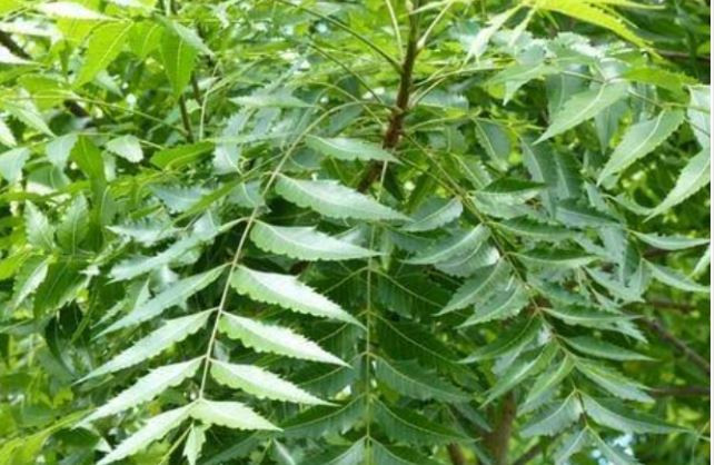 युरिक एसिडको घरेलु उपचार- नीम, यसरी प्रयोग गर्नुस्