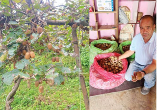 वडाको कामसँगै किबीखेतीमा व्यस्त वडाध्यक्ष थापा