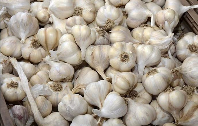 बाँसको झ्याङमा सात क्विन्टल लसुन भेटियो