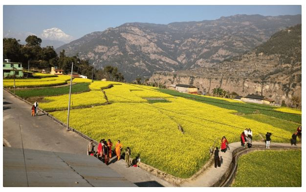 म्याग्दीको रत्नेचौरका तोरीबारीमा टिकटक बनाउने भीड