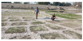 बगरमा प्याज खेती गर्दै किसान