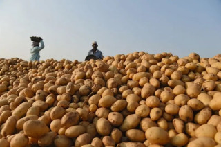 आलूबाट किसानको जीवन परिवर्तन गर्दै भारत